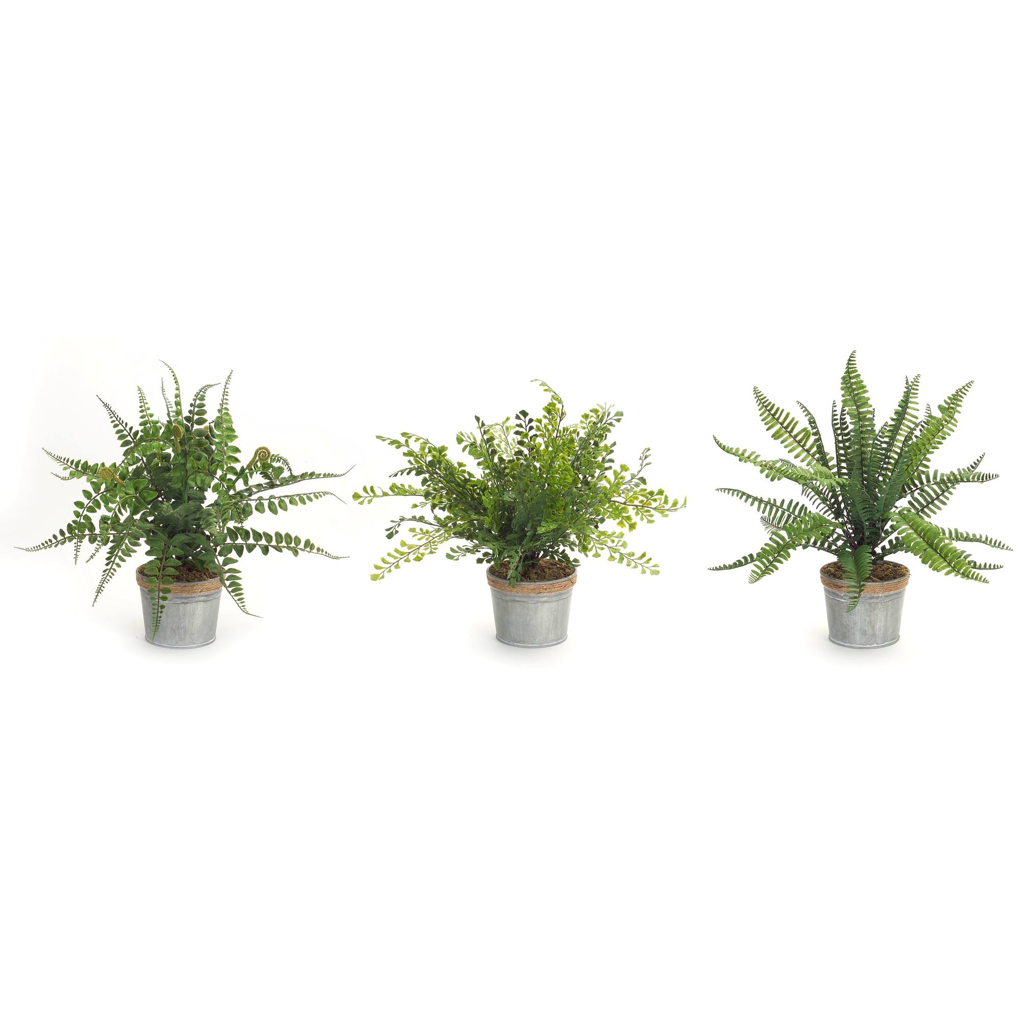 14.5" Fern Plant in Tin Pot Set